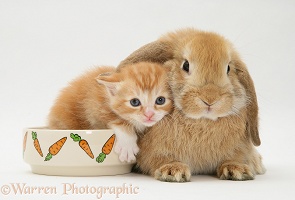 Ginger kitten with a young Sandy Lop rabbit