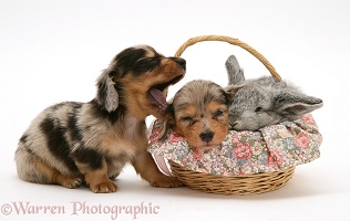 Dachshund pups with rabbit