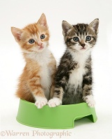 Tabby and red tabby kittens in a food bowl