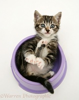 Tabby kitten lying upside-down in a food bowl