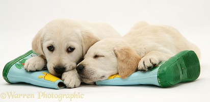 Sleepy Yellow Goldador Retriever pups