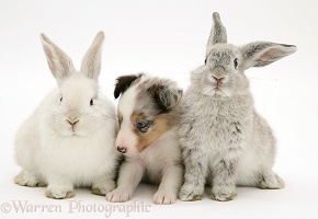 Sheltie pup with rabbits