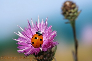 Seven-spot Ladybird