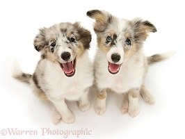 Sheltie pups sitting and looking up