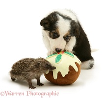 Hedgehog and puppy with toy Christmas pudding