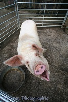 Pig asking to be fed