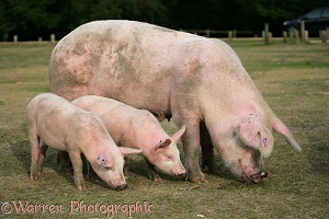 Pig and piglets