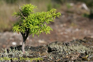 Natural 'bonsai' tree