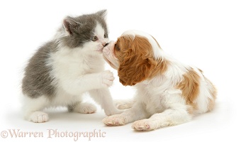 King Charles pup kissing a kitten