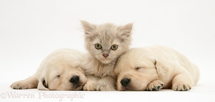 Kitten between sleepy Golden Retriever pups