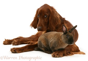 Irish Setter and sooty-fawn dwarf Rex rabbit