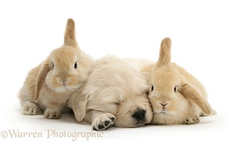 Sleepy Golden Retriever pup and young Sandy Lop rabbits