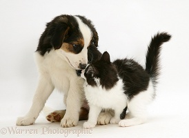 Border Collie puppy with a black-and-white kitten