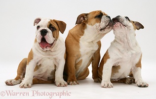 Three Bulldog pups