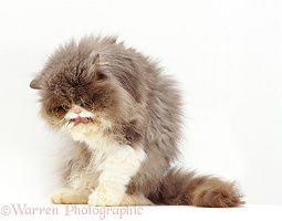 Persian cat washing his paws and face