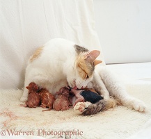Calico cat giving birth