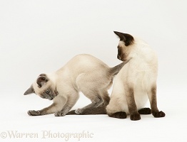 Playful Siamese kittens