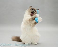Blue-point Birman cat playing with toy mouse