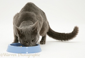 Siamese-cross cat eating from a blue bowl