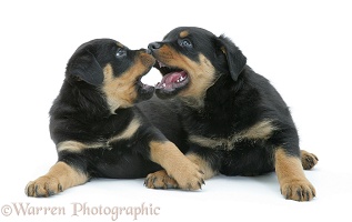 Two Rottweiler pups muzzle-fencing