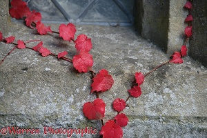 Autumnal Boston Ivy on a wall