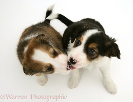 Border Collie pups licking muzzles