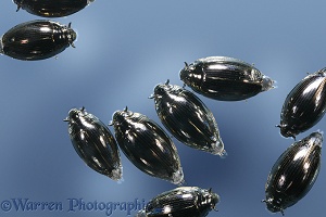 Whirligig Beetles