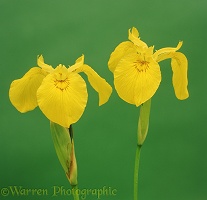 Yellow Iris flowers on green background