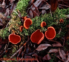 Scarlet Elf Cup fungus