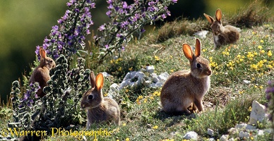 European Rabbits