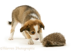 Border Collie pup examining a hedgehog