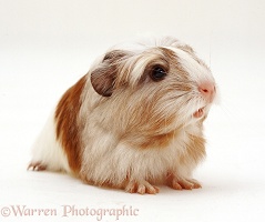 Guinea pig