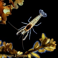 Prawn showing contracted chromatophores