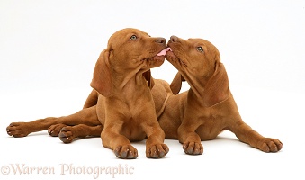 Hungarian Vizsla puppies 'kissing'