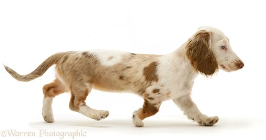 Miniature Dachshund pup trotting across