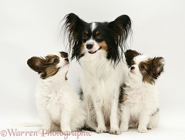 Papillon bitch with two pups