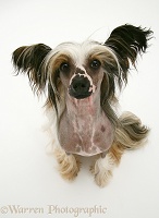 Chinese crested dog sitting, looking up