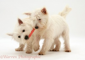 Westies playing with a chew