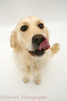 Golden Retriever bitch wiping her muzzle with her tongue