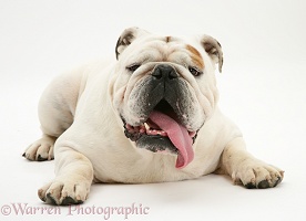 White Bulldog lying, head up, tongue lolling