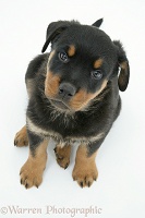 Rottweiler pup, 8 weeks old, from above