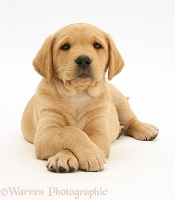 Yellow Labrador Retriever puppy lying with paws crossed