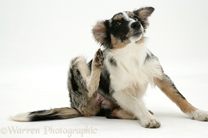 Merle Collie-cross pup with mange, scratching her neck