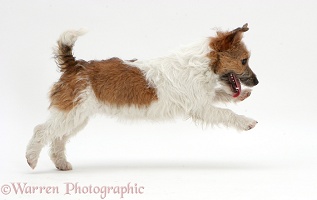Jack Russell Terrier pouncing across