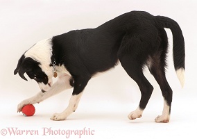 Border Collie pup playing with her squeaky ball