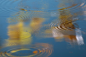 Autumn reflections with drip rings