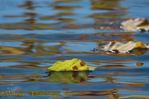 Autumn reflections with ripples and floating leaves