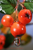 Raindrop on Cotoneaster berries