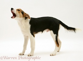 Tricolour Border Collie pup standing barking