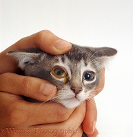 Examining a kitten's eye after receiving eye drops